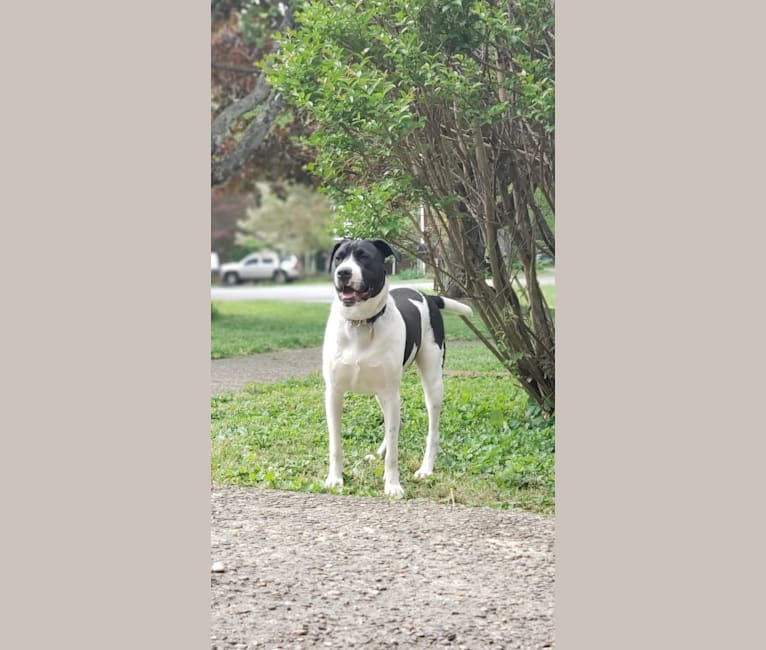 Photo of Pogo, an American Pit Bull Terrier, Golden Retriever, Australian Cattle Dog, Norwegian Elkhound, Beagle, and Chinese Shar-Pei mix in Ashland, Kentucky, USA