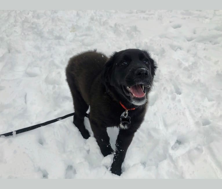 Conway, a Golden Retriever and Great Pyrenees mix tested with EmbarkVet.com