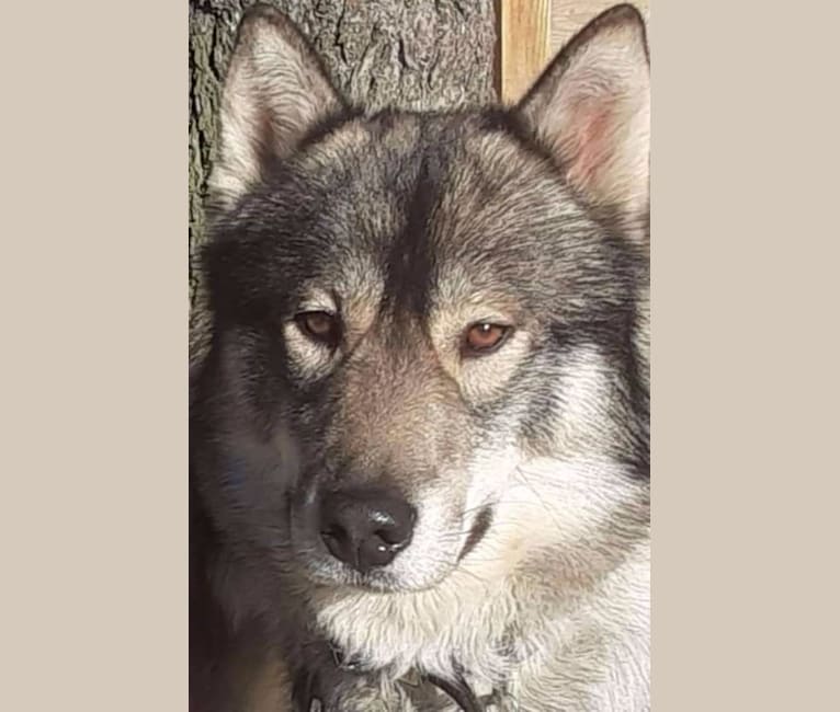 White fangs way of the warrior, a Siberian Husky tested with EmbarkVet.com