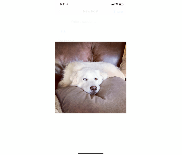 Pearl, a Great Pyrenees and Siberian Husky mix tested with EmbarkVet.com