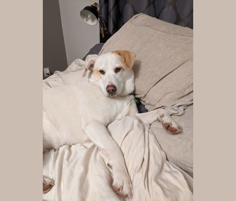 Jolene, a Siberian Husky and Chinese Shar-Pei mix tested with EmbarkVet.com