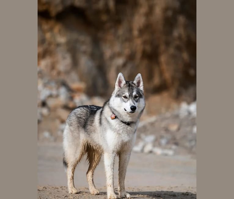 Na'vi, a Siberian Husky and German Shepherd Dog mix tested with EmbarkVet.com