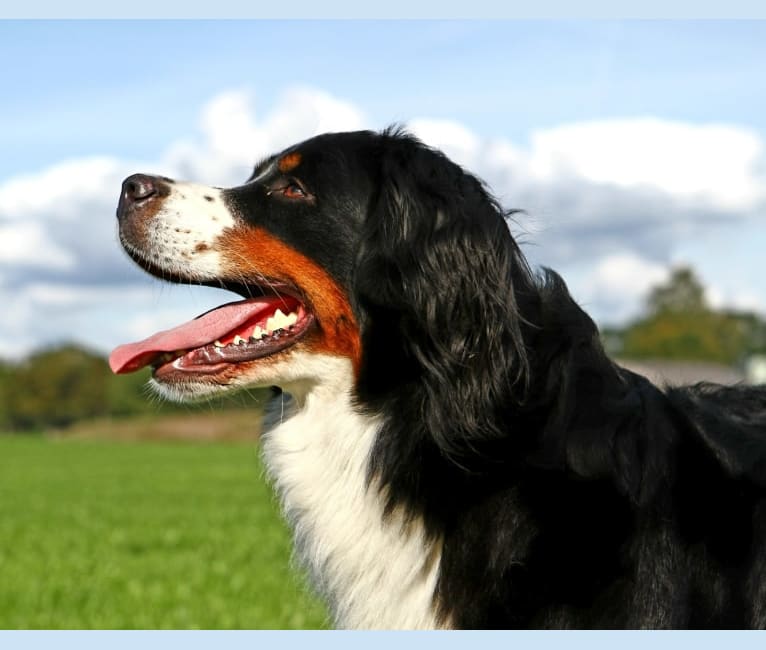 Jlo, a Bernese Mountain Dog tested with EmbarkVet.com