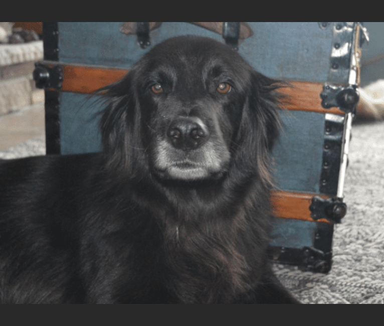 Border collie retriever mix black 2025