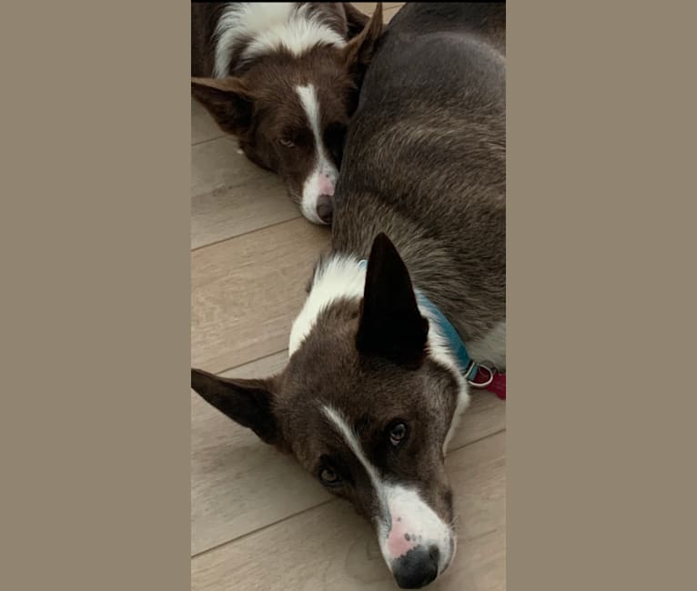 Doolittle(Dooey), a Border Collie tested with EmbarkVet.com