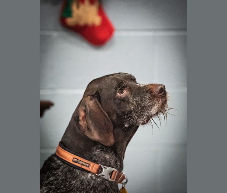 Moby, a German Wirehaired Pointer tested with EmbarkVet.com