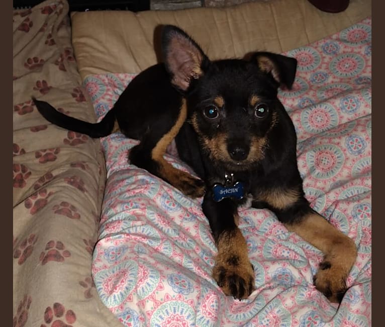 Saejin, a Chihuahua and Rat Terrier mix tested with EmbarkVet.com