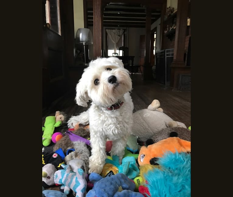 Bastien, a Havanese tested with EmbarkVet.com