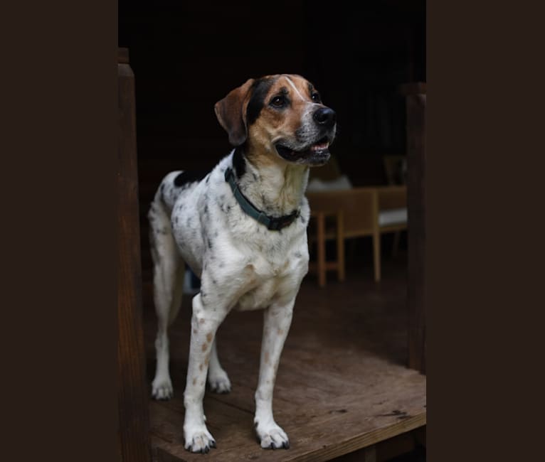 Oliver, an American English Coonhound and Rottweiler mix tested with EmbarkVet.com
