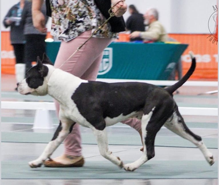 Zodiac, an American Staffordshire Terrier tested with EmbarkVet.com