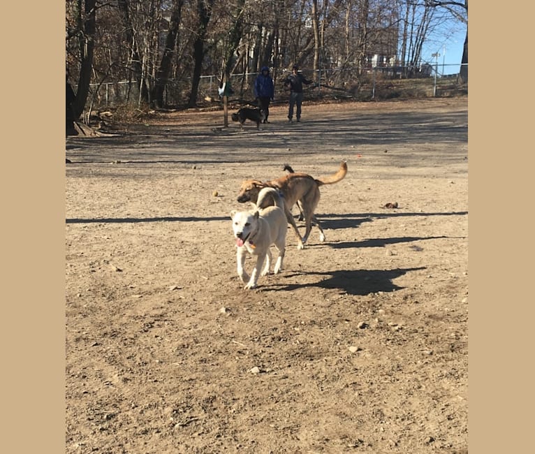 Philip, an American Pit Bull Terrier and Australian Shepherd mix tested with EmbarkVet.com
