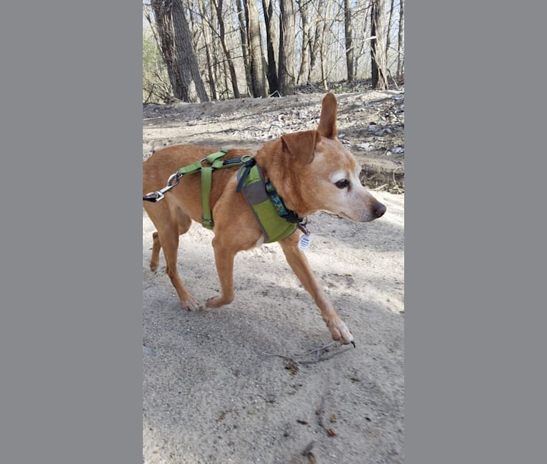 Cricket, a Miniature Pinscher and Beagle mix tested with EmbarkVet.com