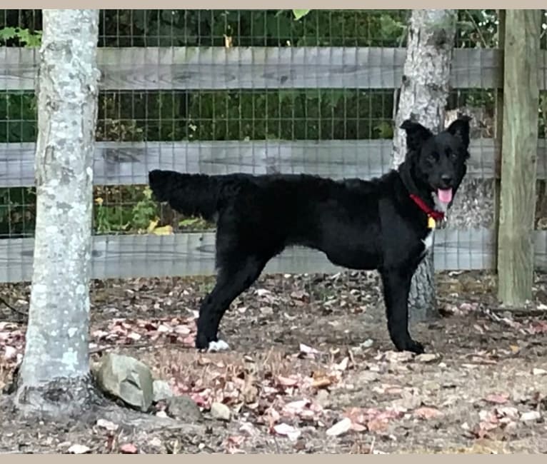 Ruby, a Labrador Retriever and German Shepherd Dog mix tested with EmbarkVet.com