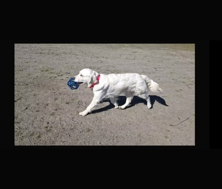 Juniper, a Golden Retriever tested with EmbarkVet.com