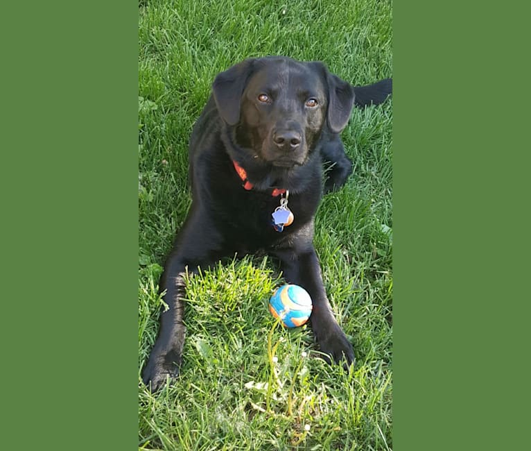 Rockie, a Labrador Retriever and Golden Retriever mix tested with EmbarkVet.com