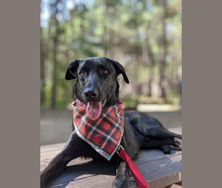 Emmitt, a Belgian Malinois and Labrador Retriever mix tested with EmbarkVet.com