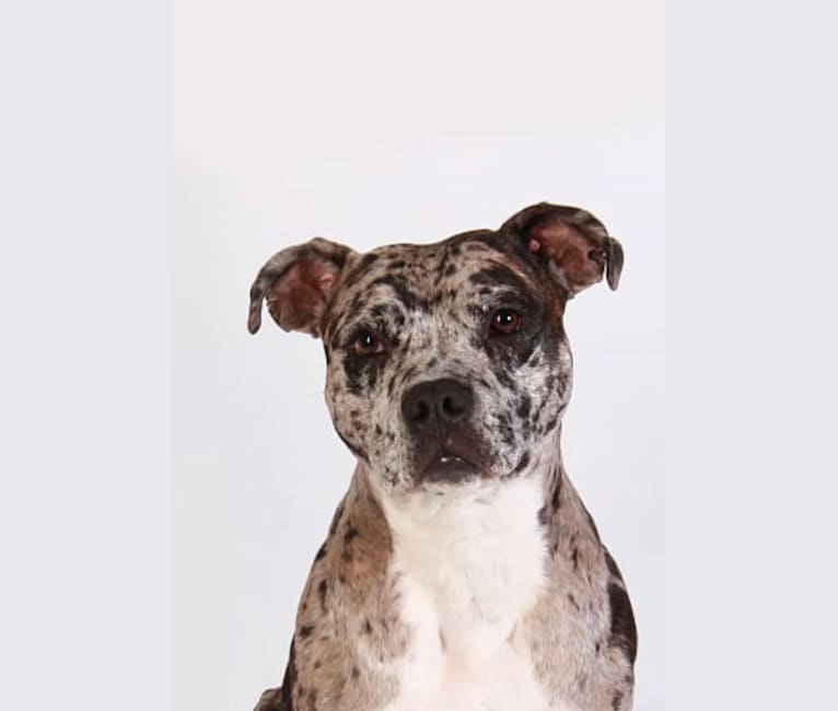 Dixon, an American Pit Bull Terrier tested with EmbarkVet.com