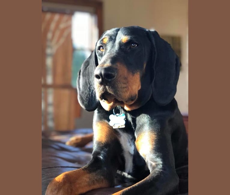 Hillary, a Black and Tan Coonhound tested with EmbarkVet.com
