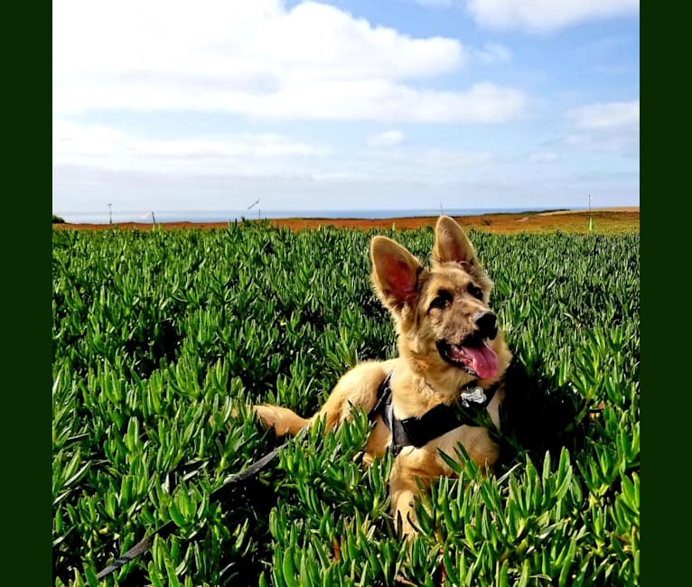 Marley, a German Shepherd Dog and American Staffordshire Terrier mix tested with EmbarkVet.com