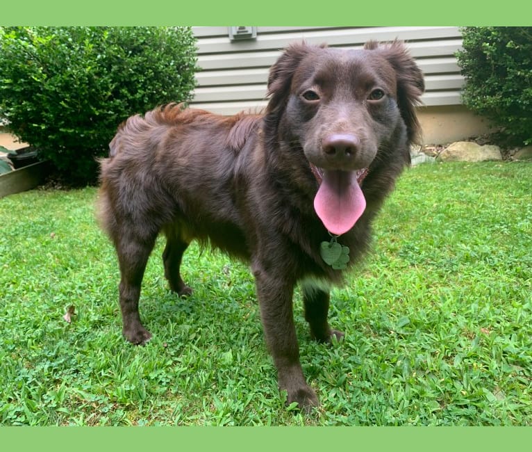 Snickers, an Australian Shepherd Group tested with EmbarkVet.com