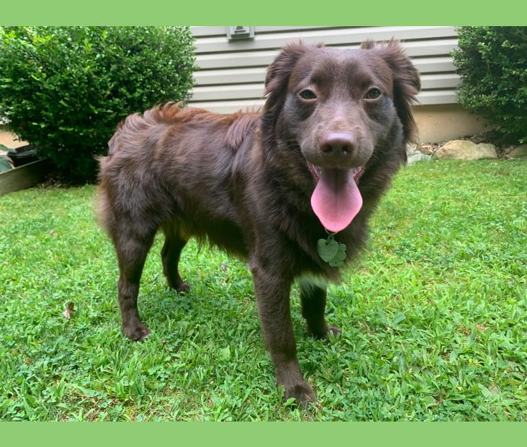 Snickers, an Australian Shepherd tested with EmbarkVet.com