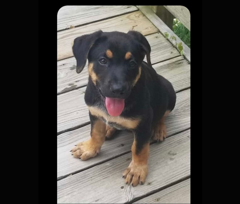 Wesley, a German Shepherd Dog and Mountain Cur mix tested with EmbarkVet.com