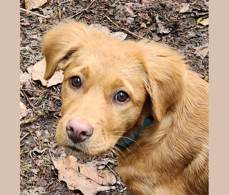 bella, a Melanesian Village Dog tested with EmbarkVet.com