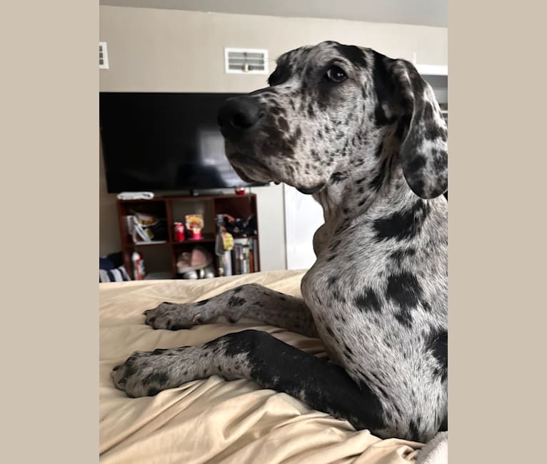 Dream Hunter, a Great Dane tested with EmbarkVet.com