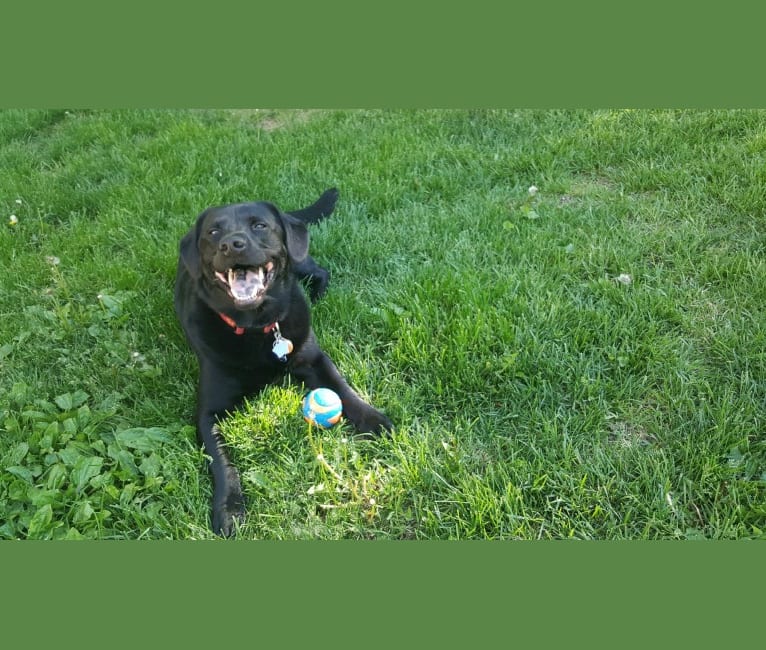 Rockie, a Labrador Retriever and Golden Retriever mix tested with EmbarkVet.com