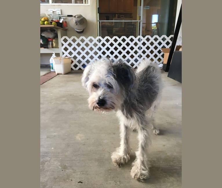 Billie Kins, a Chinese Crested tested with EmbarkVet.com