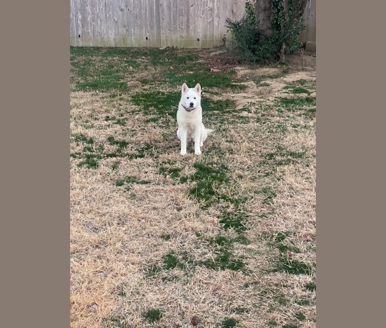 Photo of Lily, a Siberian Husky and Cocker Spaniel mix in Tulsa, Oklahoma, USA