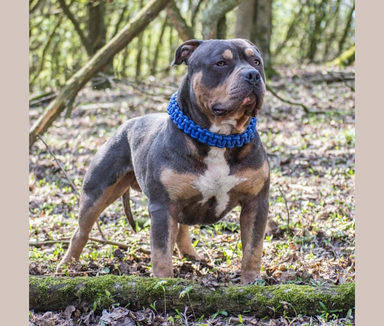 Lionheart’s Jax of Mosae Bully Kennel, an American Bully tested with EmbarkVet.com