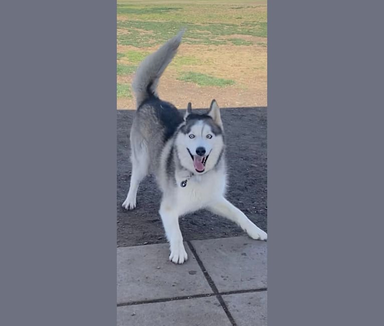 Photo of Zeke, a Siberian Husky (6.8% unresolved) in Corona, CA, USA