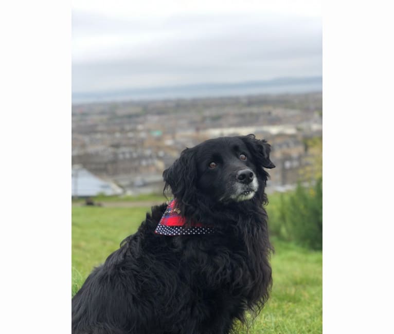 Rogue Franklin, a Golden Retriever and Border Collie mix tested with EmbarkVet.com