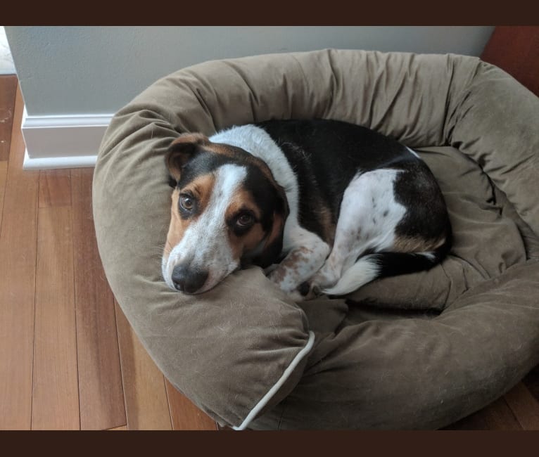 Otis, a Beagle tested with EmbarkVet.com