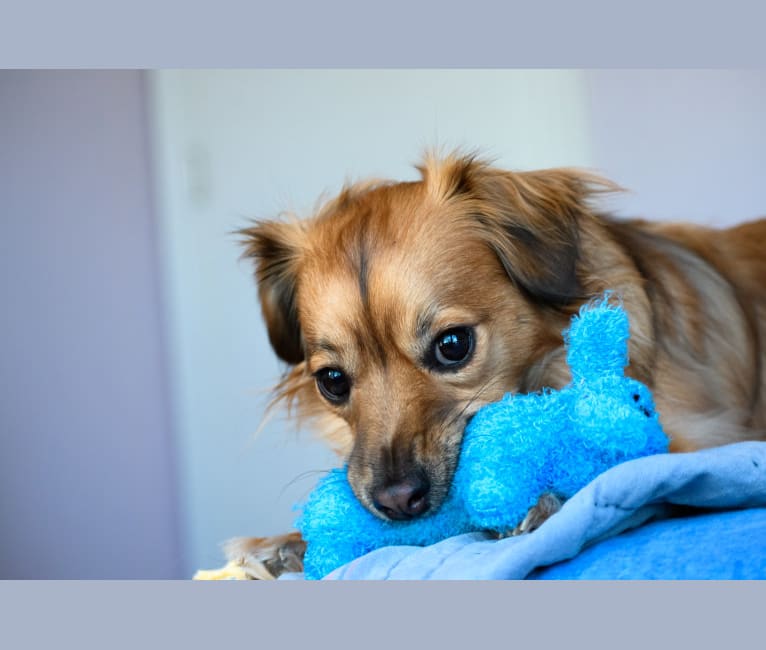 Photo of Winne, a Chihuahua, Poodle (Small), and Mixed mix in Laredo, Texas, USA