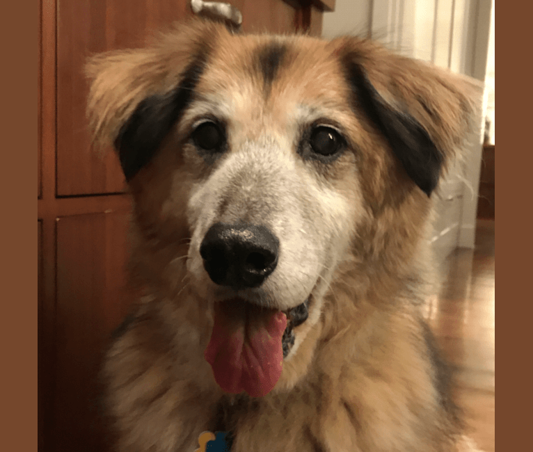 Embark Dog Dna Test Breed