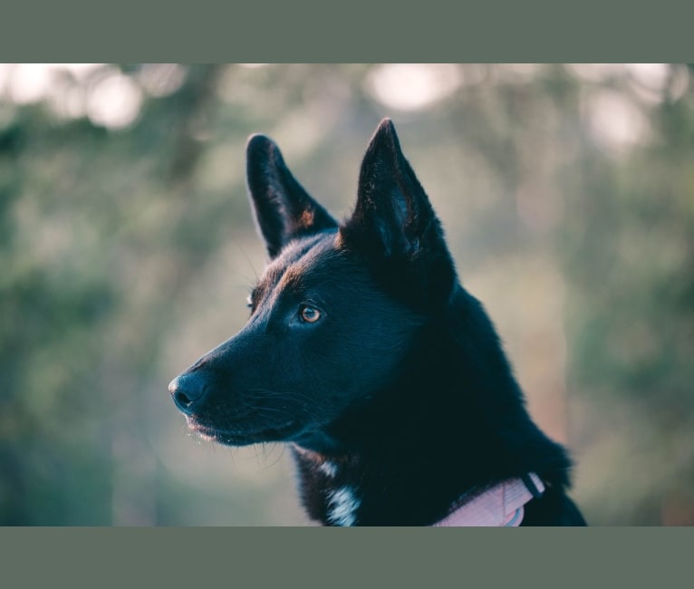 Keja, a Central Asian Village Dog tested with EmbarkVet.com