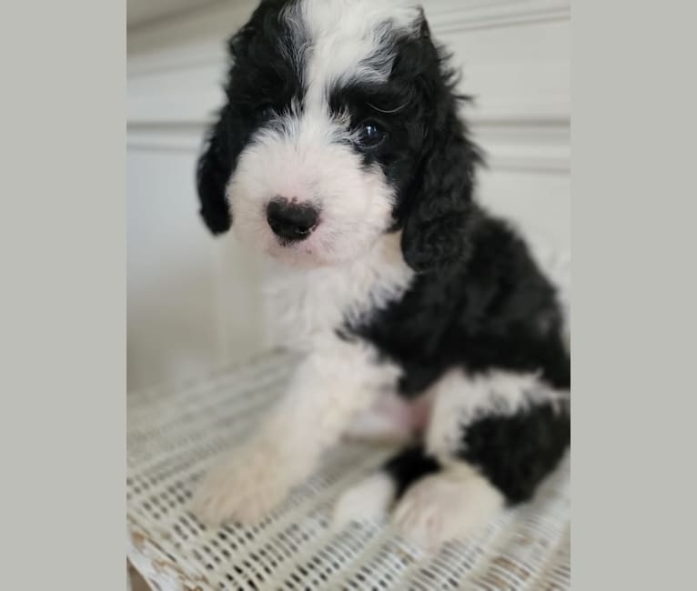 George, a Bernedoodle tested with EmbarkVet.com