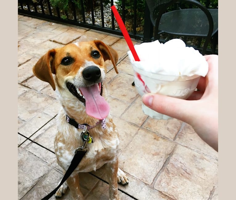 Jodie, an Australian Cattle Dog and Treeing Walker Coonhound mix tested with EmbarkVet.com