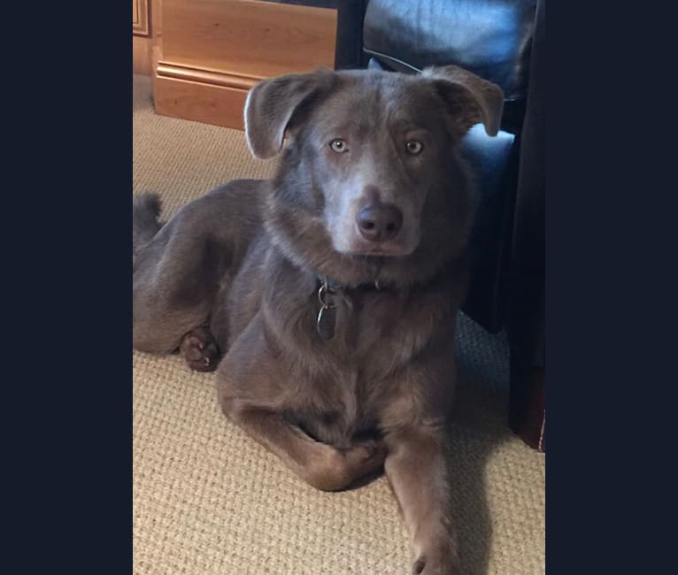 Freyja, a Border Collie and Labrador Retriever mix tested with EmbarkVet.com