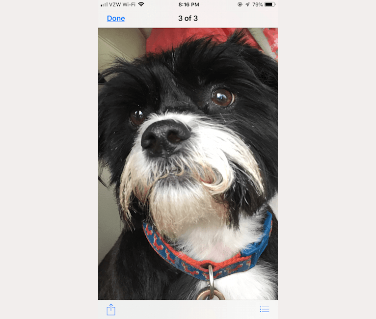 Mike, a Russell-type Terrier and Maltese mix tested with EmbarkVet.com