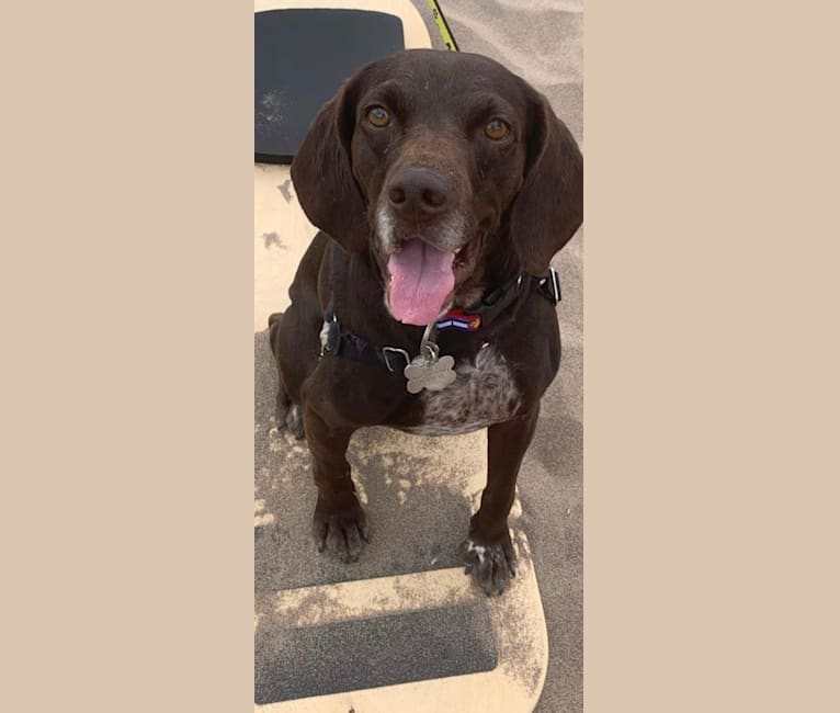 Ricky, a Boykin Spaniel and German Shorthaired Pointer mix tested with EmbarkVet.com