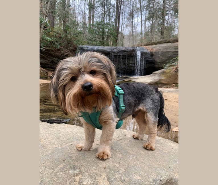 Fido, a Yorkshire Terrier and Dachshund mix tested with EmbarkVet.com