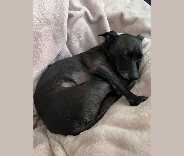 Fay, a Rat Terrier and Chihuahua mix tested with EmbarkVet.com