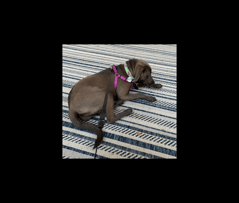 Photo of Olive, an American Pit Bull Terrier and Chow Chow mix in Durham, North Carolina, USA