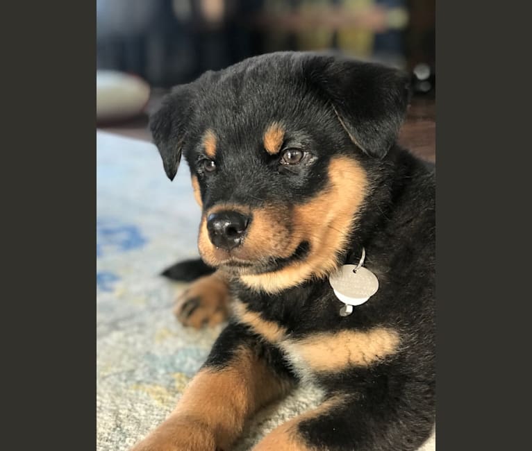 American akita cheap rottweiler mix