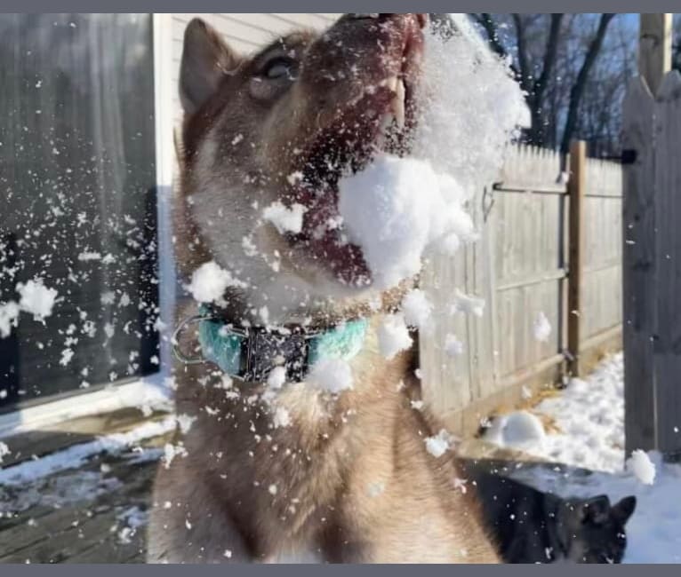 Photo of Georgia Rae, a Siberian Husky  in Frankfort, Michigan, USA