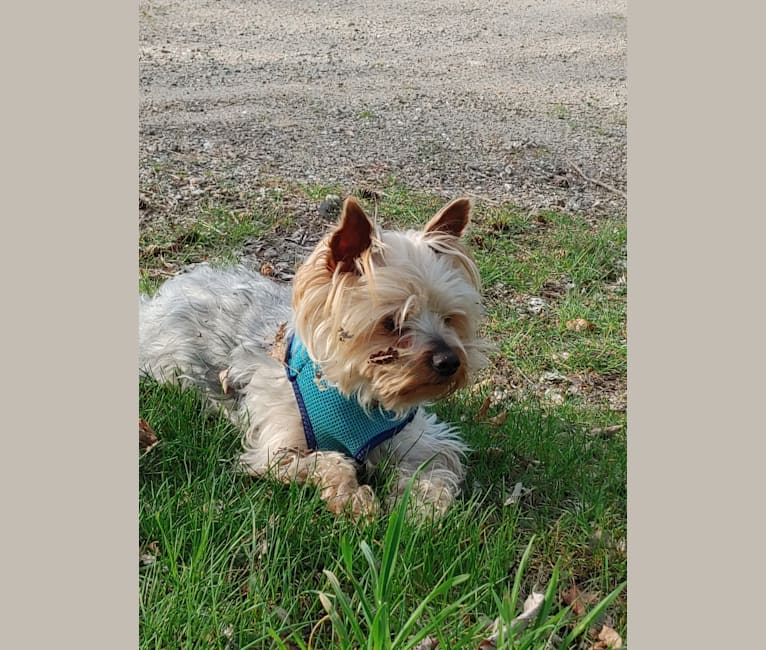 Photo of Maximus, a Yorkshire Terrier and Silky Terrier mix in Rhode Island, USA