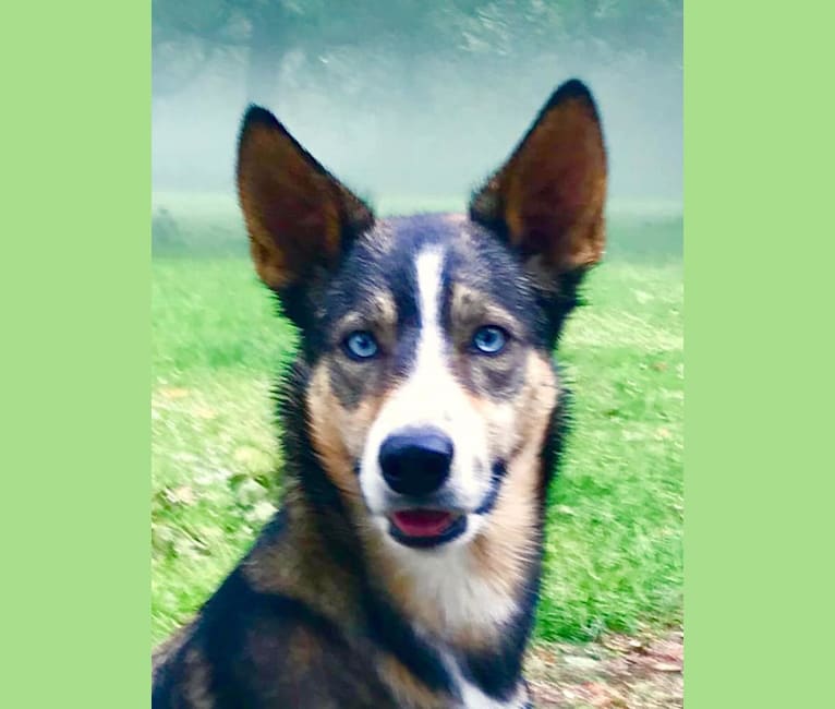 Sky, a Border Collie and Alaskan-type Husky mix tested with EmbarkVet.com